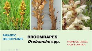 Image result for Orobanche