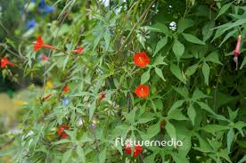 Image result for Ipomoea hederifolia