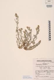 Image result for Gnaphalium polycaulon