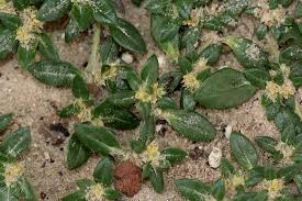 Image result for Guilleminea densa