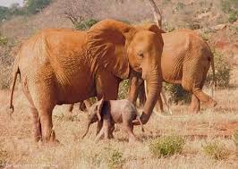 One Morning I Shot An Elephant In My Pajamas Movie Collect By I Love Elephant Tshirtstore Elephant Elephants Elephantshirt Elephantshirts Elephanttshirt Elephantl In 2020 Elephant Elephant Tshirt Elephant Lover
