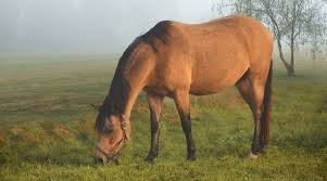 A buckskin horse is described as a tanned yellow horse with black points. What Is The Difference Between A Dun And A Buckskin Good Horse