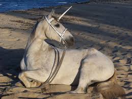 Scotland S National Animal Nimwebsblog Real Unicorn Unicorn Wallpaper Unicorn