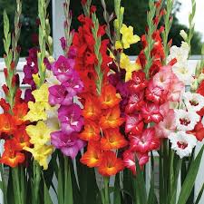 Image result for Gladiolus magnificus