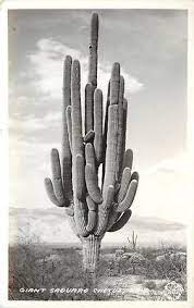 Old folk art carved wood vintage bird figure sculpture painted signed decoy. 16 50 2013 Vintage Postcard Giant Saguaro Cactus Ariz Frashers Fotos Inc Pomona Calif Mesquite And Vintage Art Prints Photo Postcards Saguaro Cactus