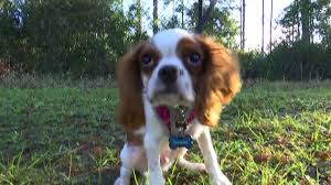 Best pet image references site. Florida Retiree Wrestles Puppy From Jaws Of Alligator Cnn