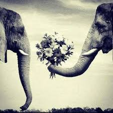 Beautiful Black And White Elephant Pictures 5 Ways Stress Can Ruin Your Relationship And How To Prevent It Animals Elephant Love Animals Beautiful
