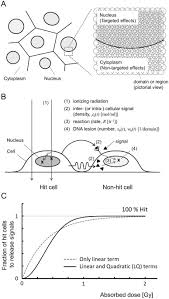These cells are anucleate means without nucleus. Integrated Modelling Of Cell Responses After Irradiation For Dna Targeted Effects And Non Targeted Effects Scientific Reports