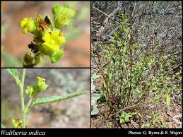 Image result for Waltheria indica