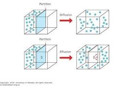 What Is The Difference Between Diffusion And Effusion Socratic