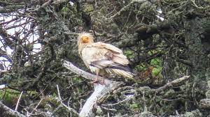 In some regions, the egyptian vulture can often be found close to human settlements. 8obh2wr2vmmgsm