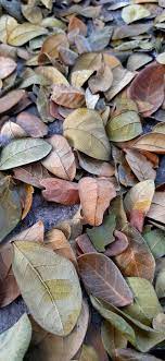 We did not find results for: Daun Kering Daun Sayuran Inspirasi