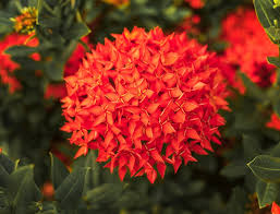 Image result for Ixora laurentii