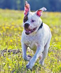 All our american bulldogs are gentle family dogs we breed social family dogs, we don't breed for high prey. American Bulldog 2020 Charakter Wesen Hunde Fan De