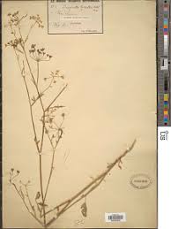 Image result for Pimpinella buchananii