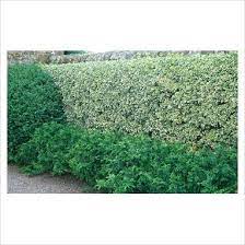 Variegated Boxwood Hedge For Contrast Moon Garden House Exterior Boxwood Hedge