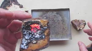 Image result for Phellinus rimosus