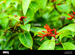 Image result for Rubiaceae