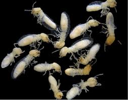 In terms of the drywood termites that live in the wall. Home Sweet Home Pct Pest Control Technology