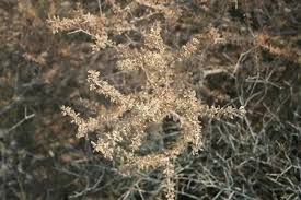 Image result for Rhigozum trichotomum