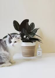 You can easily make your own cat repellent from herbs, vinegar, and water. Diy Cat Repellant Spray For Plants Almost Makes Perfect