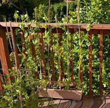 How To Grow Peas In Pots In Balcony Patio Even Indoors Growing Peas Container Gardening Container Gardening Vegetables