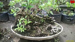 Bonsai Penjing Pacar Laut By Seputar Bonsai