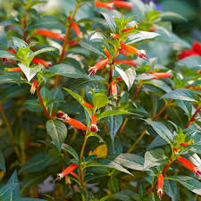 Image result for Cuphea