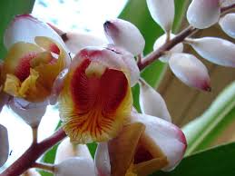 Image result for Zingiberaceae