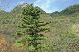 Image result for Pinus