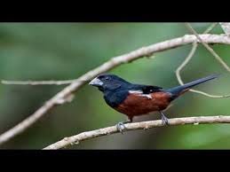 Canto Canario Da Terra Metralha Download Curio Youtube Pretty Birds Colorful Birds Animals
