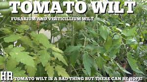 We did not find results for: Tomato Wilt Fusarium Wilt My Take On It And The Damage It Did Youtube