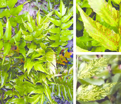 Hostas, heucheras, hydrangeas, and tiarellas make excellent companion plants for fern plant gardens. A Diseased Jhf Plant Showing Yellow Mottle Mosaic Disease B C Download Scientific Diagram