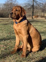 Vet checked from nose to tail, dewormed, microchipped and with health certificate and health guarantee…. English Fox Red Labradors Fox Red Labrador Labrador Red Labrador