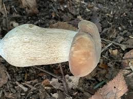 Image result for Boletus variipes