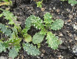 Image result for Carduus