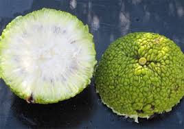 Check spelling or type a new query. 10 Hedge Apple Osage Orange Horse Apple Monkey Ball Maclura Pomifera Tree Seeds Tree Seeds Plants Seeds Bulbs