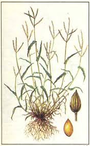 Image result for Digitaria eylesii