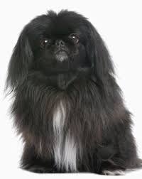Black And White Pekingese Puppies For Sale Black Pet Girl Cute Pet Pet Boy Pekingese Puppies Pekingese Dogs Pekingese Puppies For Sale