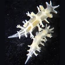 Image result for Tritonia