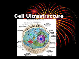 We did not find results for: Cell Ultrastructure Parts Of A Cell Standard Grade Level Required Only 3 Parts Of An Animal Cell Now We Have To Learn Around 15 Ppt Download