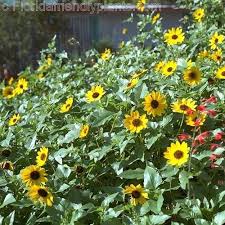 Creeping thyme ground cover, 1000 seeds, fragrant herb, pink blooms, perennial zones 4 to 9, sun or light shade, deerproof, thymus serpyllum. Pin By Margo Lee On In The Garden Florida Plants Florida Landscaping Ground Cover
