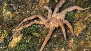 Spider Bites Identify What Bit You And Get Proper Help