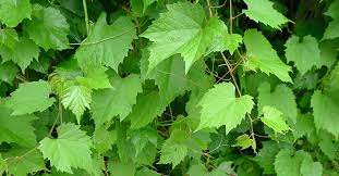 Identification book is a favorite of teachers, scout leaders and outdoor enthusiasts. Wild Grapevine Vitis Riparia Berlandieri