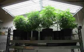 We did not find results for: T5 Lighting Guide Tips On How To Use Large T5 Grow Light Fixtures Effectively Sidewalk Hustle
