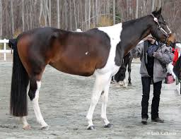 Black White And Brown Paint Horses Pin On Cha Brown Seal Brown Seal Bay Black Bay