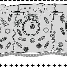 Our global writing staff includes experienced enl & esl academic writers in a variety of disciplines. Pdf Electromagnetic Effects From Cell Biology To Medicine