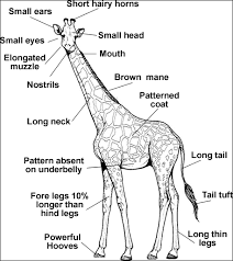 Giraffe Anatomy Neck Hide And Horns Of A Giraffe