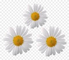 All png & cliparts images on nicepng are best quality. Daisy Flower Flowers Moodboard Galaxy Whiterose Chamomile Flower Transparent Background Clipart 5782965 Pikpng
