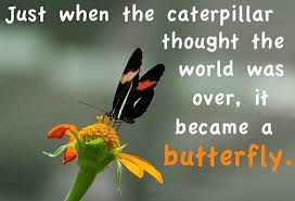 8 quotes have been tagged as catapillar: Quotes About Caterpillar 79 Quotes